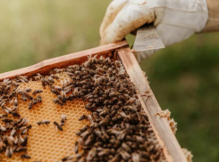 Массовую гибель пчел в Мостовском районе проверяют сотрудники прокуратуры