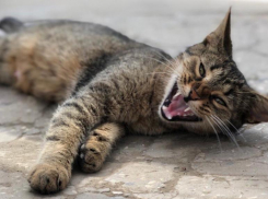 До +21 прогреется воздух на Кубани