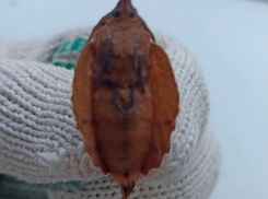  Таинственное насекомое-призрак напугало жителей Краснодарского края