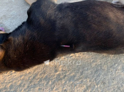 Под Краснодаром расправляются с бездомными собаками