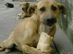 Скандал из-за живодерства поделил жителей Краснодара на два фронта