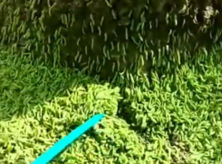  Гусеницепад в Ейске закончился, парк и деревья уцелели 