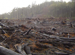 Жители Кубани незаконно вырубили более 340 деревьев на 240 миллионов