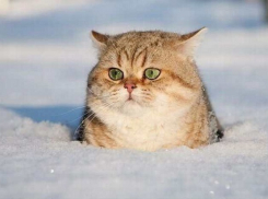 На Кубани синоптики обещают морозы до -20 °С 