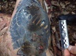 В лесу Новороссийска полиция нашла тело неизвестного мужчины