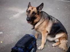 В сигаретной пачке смогла учуять наркотики служебная собака из Карасунского округа