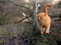 На Кубани продолжат идти ливни с грозой и градом 