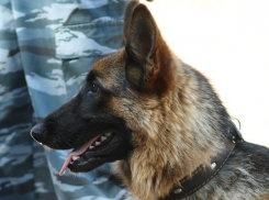 В Краснодаре из-за угрозы взрыва эвакуировали ГТРК «Кубань» 