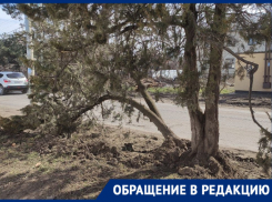 Рабочие повредили около 10 деревьев в Краснодаре, ремонтируя дорогу 