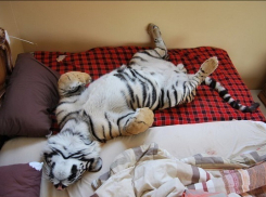 В Новороссийске мужчина держал дома 4-месячного тигренка