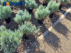 В Краснодаре на 8 дней откроют весеннюю ярмарку