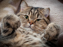 С дождя и мокрого снега начнется рабочая неделя на Кубани