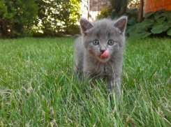 К аномальной 40-градусной жаре в Краснодарском крае добавится дождь