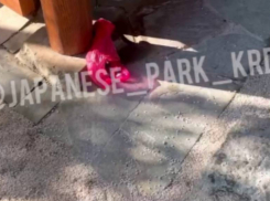 Посетители устроили беспорядок в Японском саду Краснодара