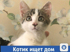 Котик в добрые руки