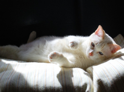 Морозную и снежную погоду пообещали на Кубани 