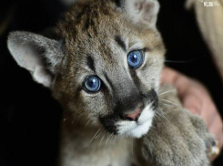 Две маленькие пумы с Кубани отправились в Челябинск и Уссурийск