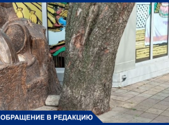 «Вода к корням не поступает»: краснодарец пожаловался на заложенное плиткой дерево