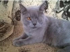 Краснодарский живодер заплатит за издевательства над котом