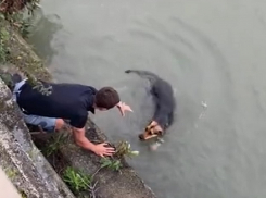 В Сочи неравнодушные прохожие спасли тонувшую собаку