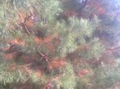 В Краснодаре рядом со сквером 80-летия образования Краснодарского края высыхают сосны