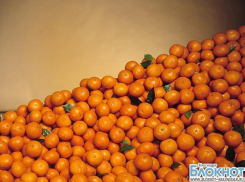 На Кубань из Турции привезли 23 тонны мандаринов с мухами