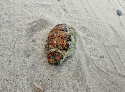 Возле пруда в Краснодарском крае дети нашли две гранаты