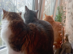 В Краснодарском крае потеплеет до +15