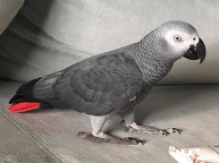 Супруга «краснодарского» футболиста заплатит 100 тысяч рублей нашедшему ее попугая 