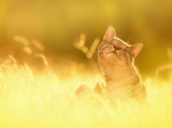  На Кубань наконец-то вернется долгожданное тепло 