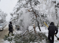 В Горячем Ключе стихия повалила крупные деревья 