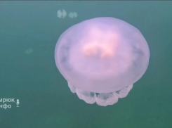 Неземную красоту подводного мира Азовского моря показали на видео