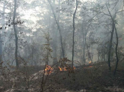 Пожар в Геленджике уничтожил 2 тысячи квадратов леса