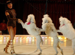 Власти края не считают целесообразным передавать Краснодарский цирк «Росгосцирку»