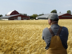 Кубанские фермеры добились права работать на своей земле 