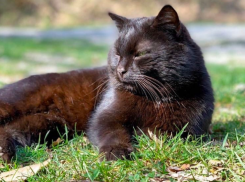 Солнцепёк в Краснодарском крае сбавит обороты