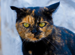 Холод и снег: на Кубани ухудшится погода