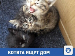 Частные объявления: Милые котята ищут дом 