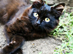 В Краснодарском крае ожидаются дожди