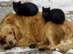 В Анапе запретили отстреливать на улице бездомных собак 