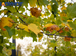 Важное в Краснодаре 27 ноября: резко похолодает. Куделица. Устраиваем застолья и гадаем на суженого