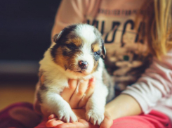 Девочка попала под колеса фургона, спасая раненого щенка в Краснодаре