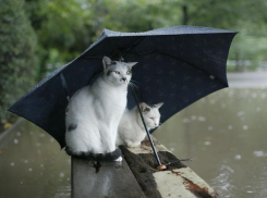 В Сочи возможен дождь, а в Краснодаре нет