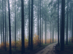 Кубанский чиновник незаконно разрешил срубить ценных деревьев на 20 млн рублей