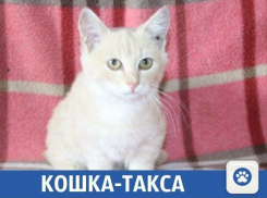 Плюшевый котенок ищет новый дом 