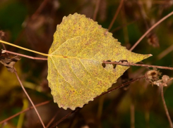Утро субботы в Краснодарском крае начнется с сильного дождя