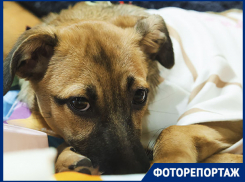 От грустного взгляда к виляющему хвосту: как фестиваль в Краснодаре изменил судьбы собак