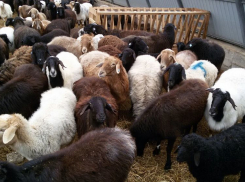 600 овец, 200 коз и 60 коров примут участие в «Марше на Краснодар»