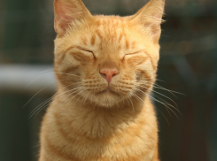 На Кубань возвращается жара 