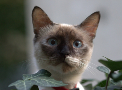 На Кубани начнется постепенное похолодание, пойдет снег 